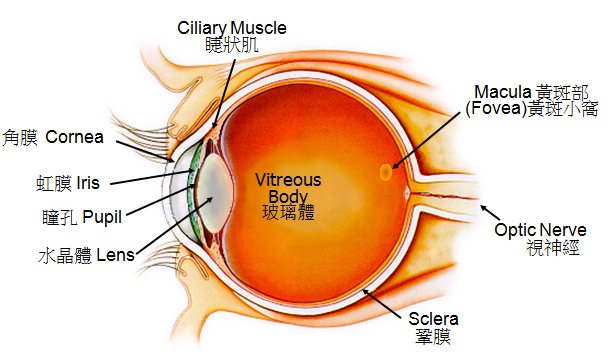 眼球剖面圖Internal Eye Anatomy